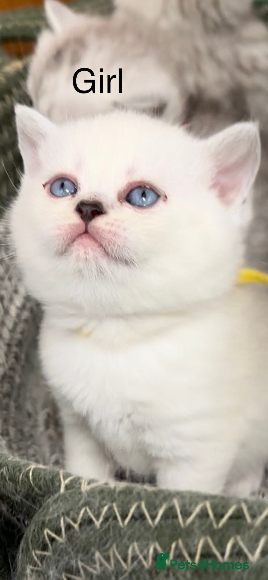 British Shorthair cats Gorgeous beautiful furr babies 😻 - Advert 1