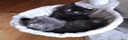 Persian cats for sale:  8 Persian kittens, Blue, Black and Black & White. - Advert 14
