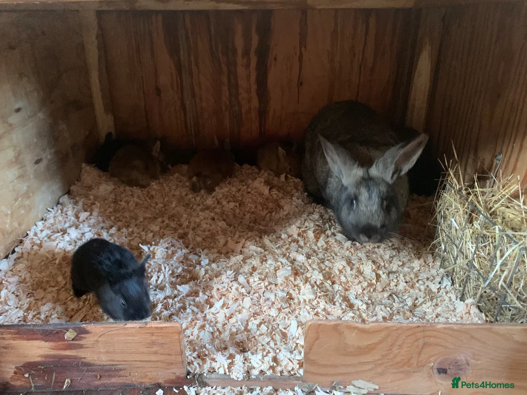 New Zealand rabbits for sale: Mixed New Zealand’s  - Advert 2