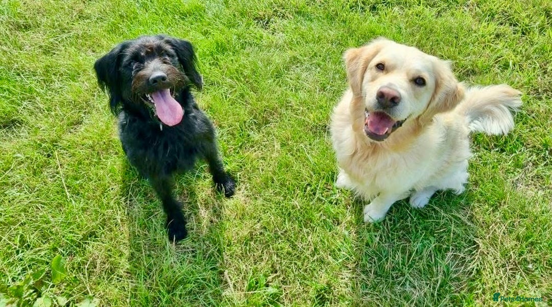 Labradoodle dogs for sale: Oscar - Labradoodle - Image 6