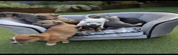 Jack Russell dogs for sale: Jack russell puppy  - Advert 32