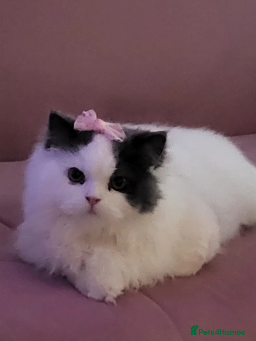 Persian cats for sale: Persian Male Cat  in London - Advert 2