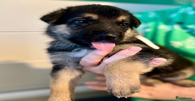 German Shepherd dogs - Advert 3