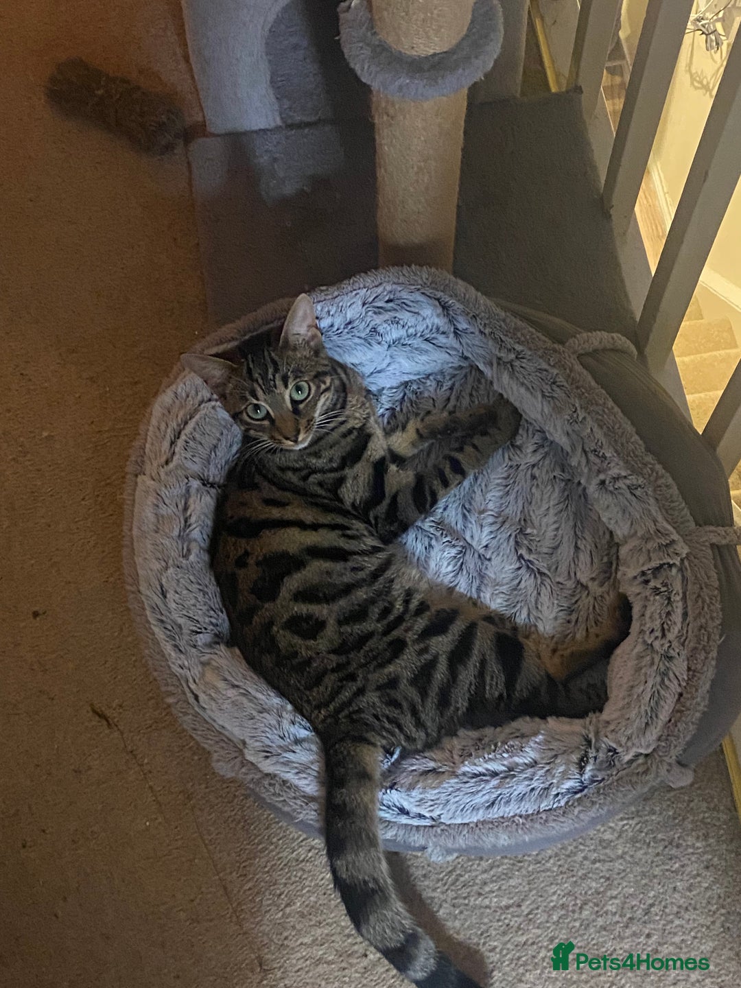 Bengal cats for sale: Bengal cross  - Image 3