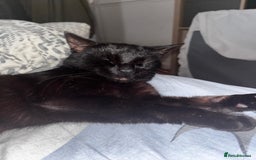 Domestic Shorthair cats for sale: Tod for adoption  - Image 7