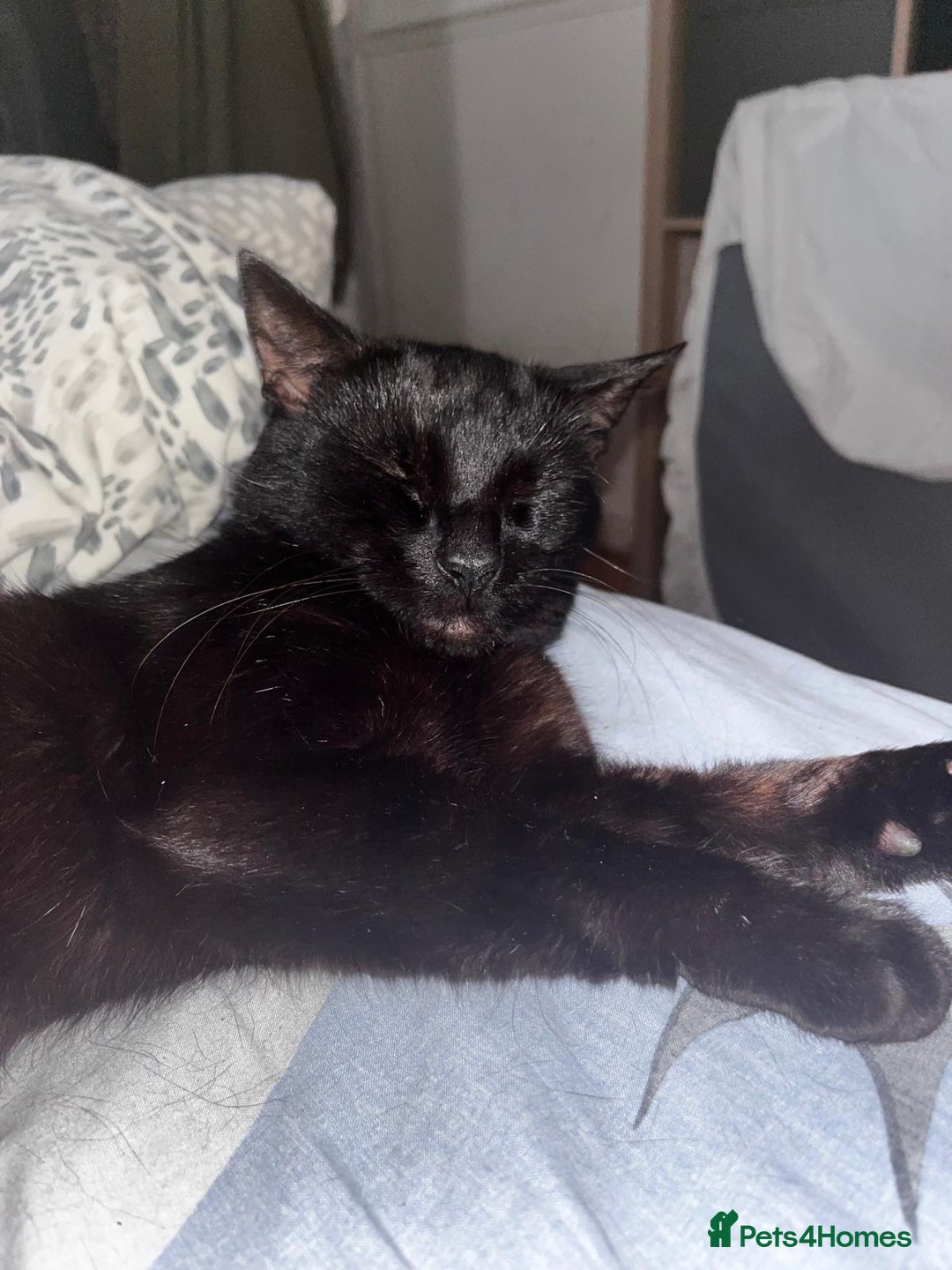 Domestic Shorthair cats for sale: Tod for adoption  - Image 7