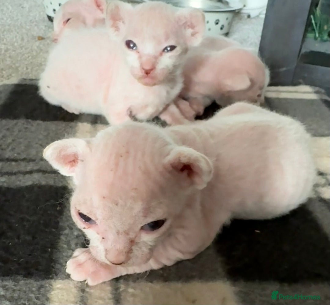Sphynx cats for sale: Sphynx Kittens - Image 2