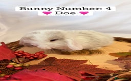 Mini Lop rabbits for sale: Gorgeous Pure Bred Mini Lops 💛 | RESERVE NOW 🐰 - Image 11