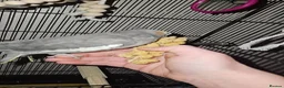 Cockatiels birds for sale: Cockatiel with cage  - Advert 6
