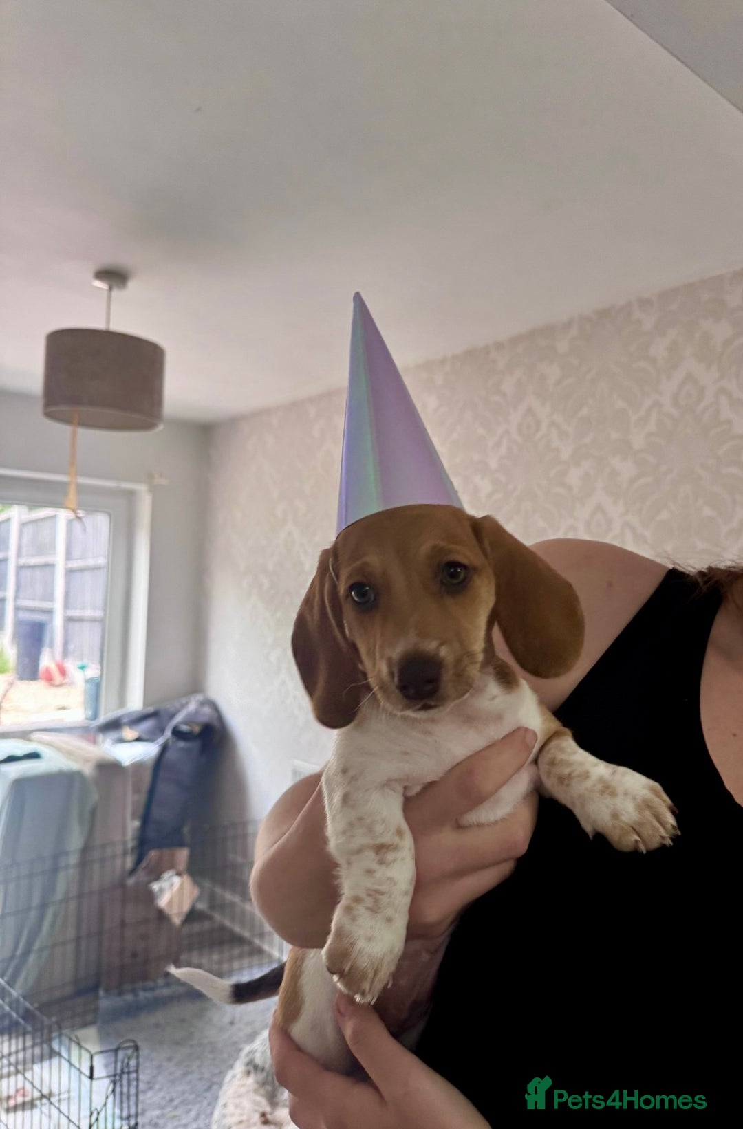 Miniature Dachshund dogs for sale: ‼️Last pup left‼️ 🐾Pied girl with ticked paws 🐾  - Image 25