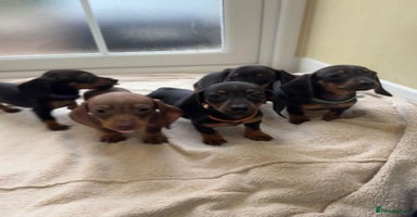 Dachshund dogs - Advert 10