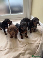 Dachshund dogs - Advert 9