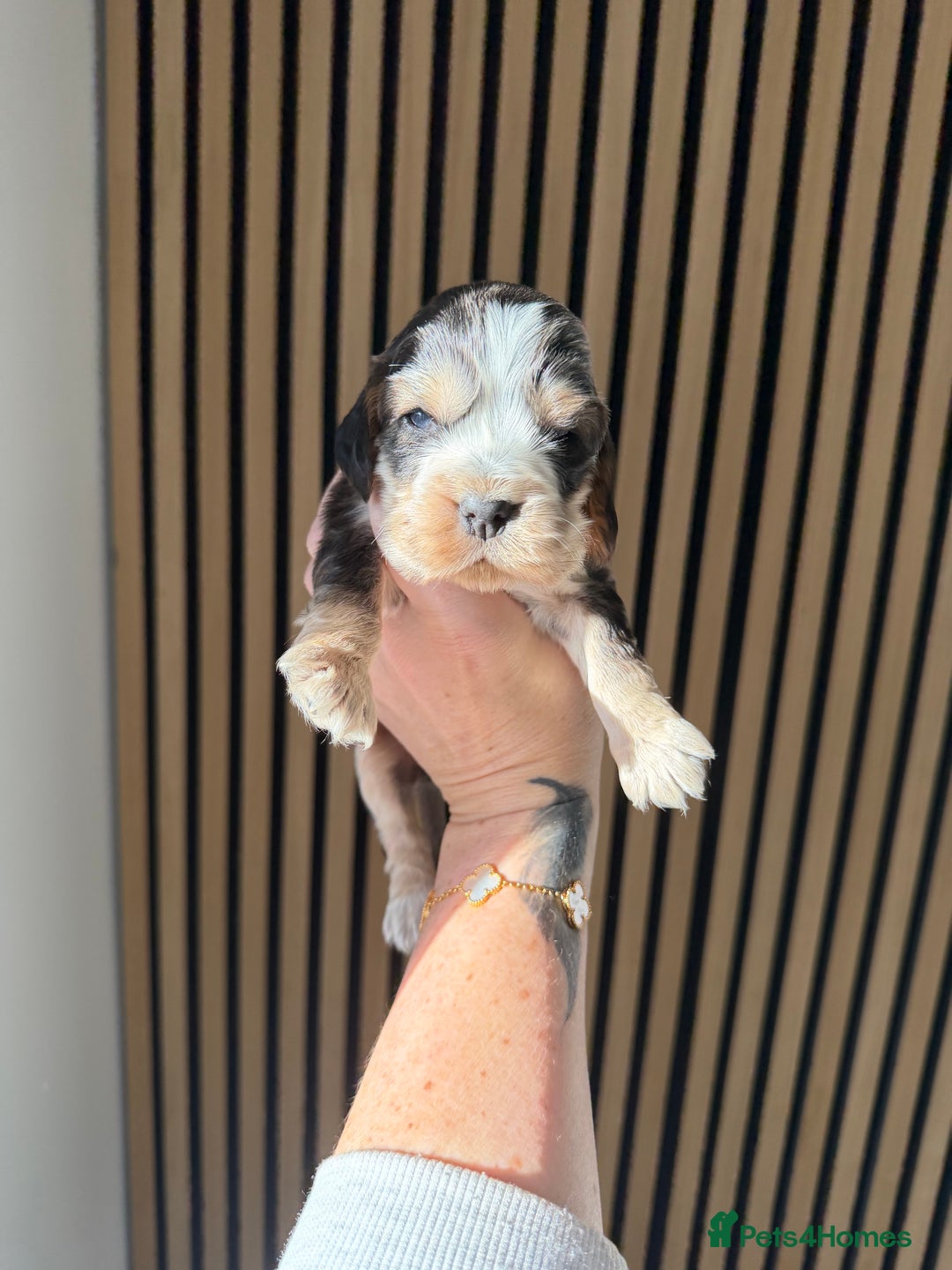 Cocker Spaniel dogs for sale: 🐶Rizi Bizi 🐶🐾 full pedigree show spaniels🐾  - Advert 19