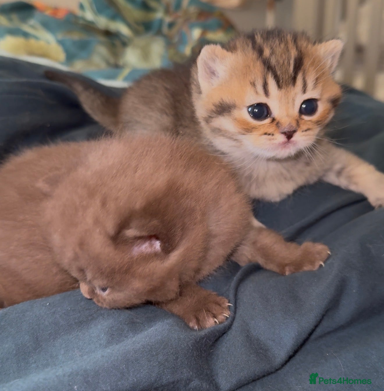 Scottish Fold cats Stunning Scottish fold/Scottish straight kittens🥰 - Advert 1