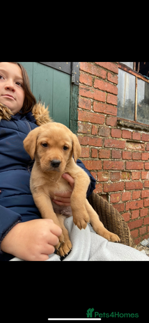 Labrador Retriever dogs - Advert 1
