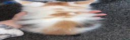 Domestic Shorthair cats for sale: kittens in Scunthorpe - Advert 3