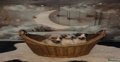 Whippet dogs - Advert 2