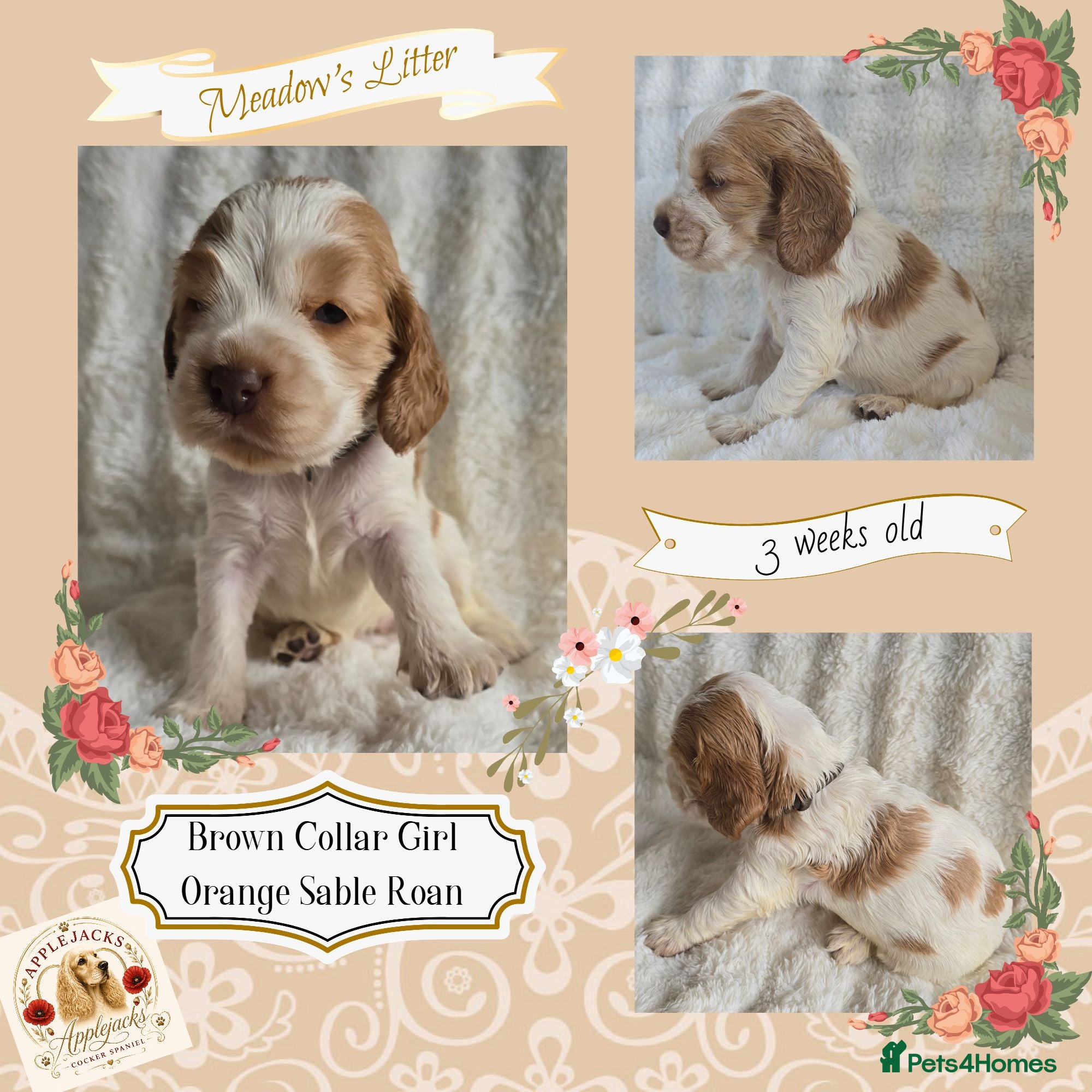 Cocker Spaniel dogs Pedigree Cocker Spaniel Puppies  - Advert 1