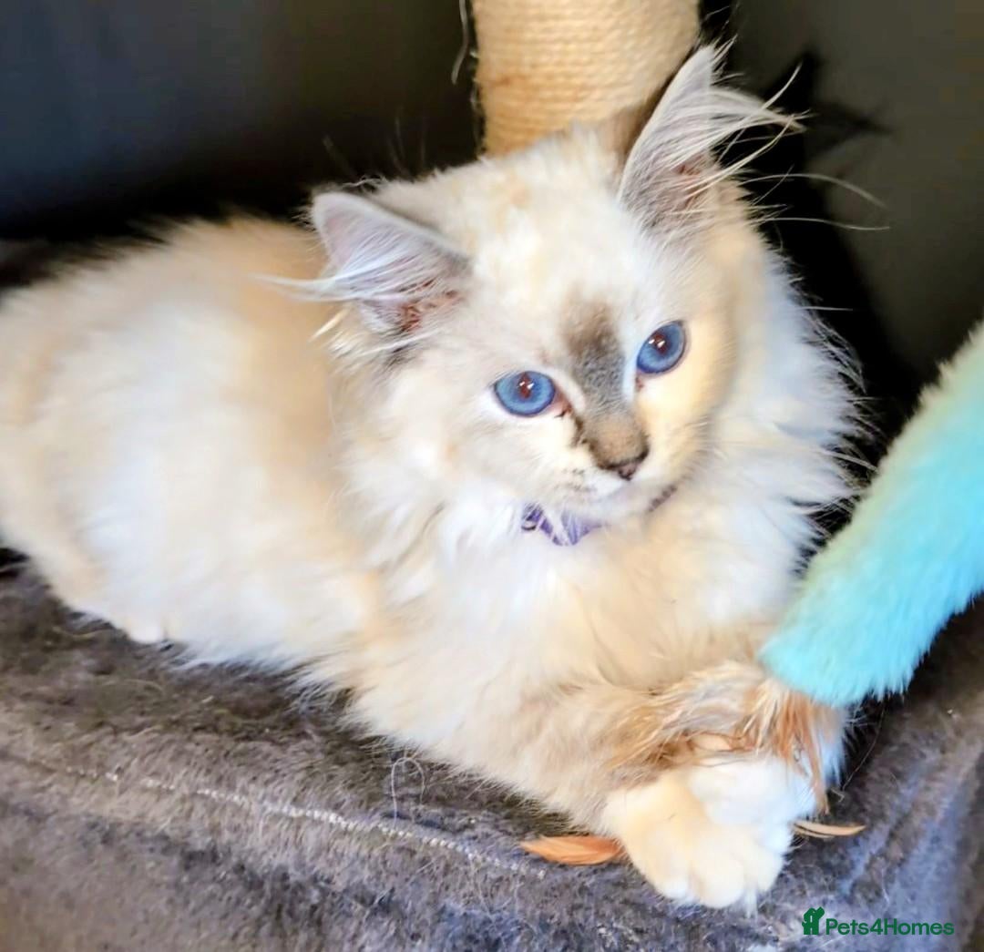 Ragdoll cats GCCF TWO GIRLS' LEFT . READY TO GO TO NEW HOMES - Advert 1