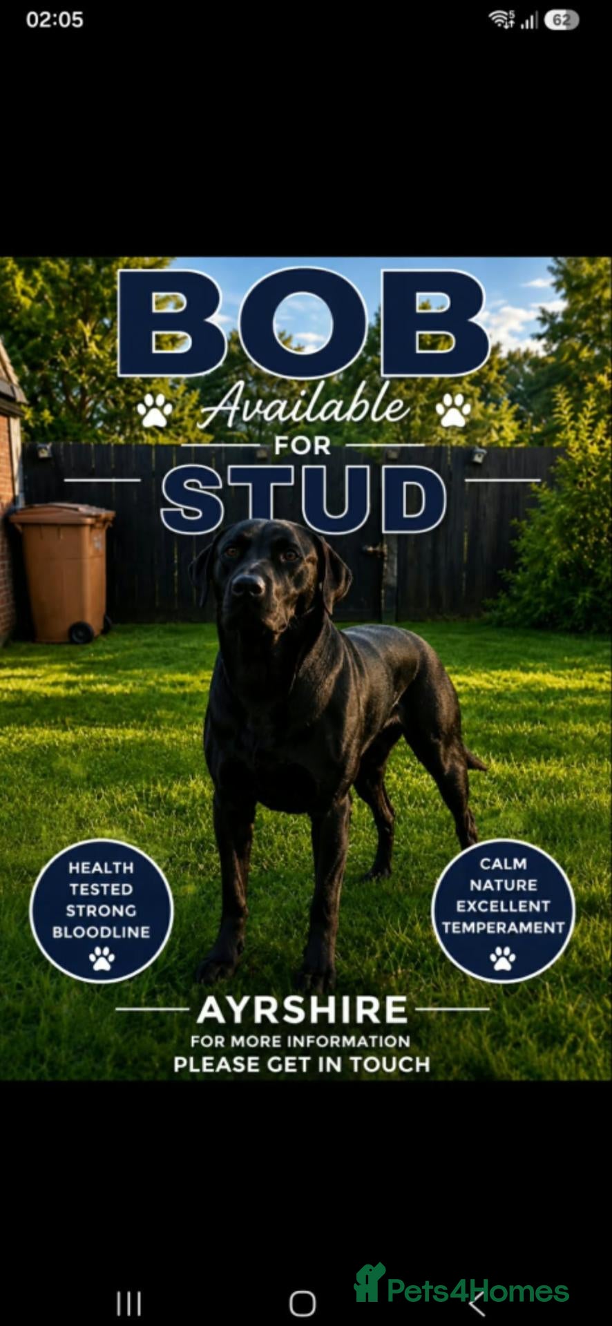Labrador Retriever dogs for stud: Labrador stud ayrshire - Advert 1