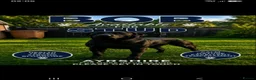 Labrador Retriever dogs for stud: Labrador stud ayrshire - Advert 1
