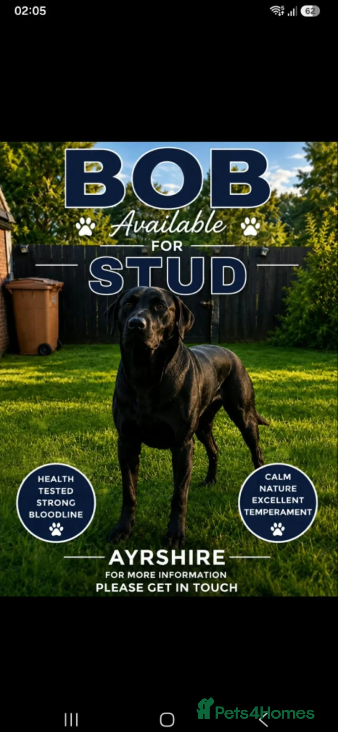 Labrador Retriever dogs for stud: Labrador stud ayrshire - Advert 1