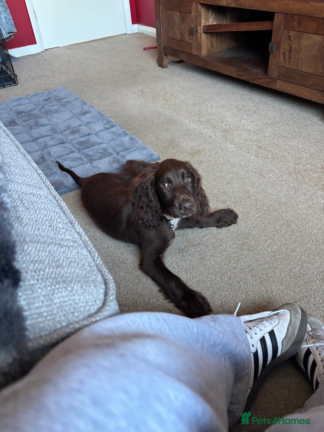 Sprocker dogs for sale: Male Chocolate Sproker - Image 7