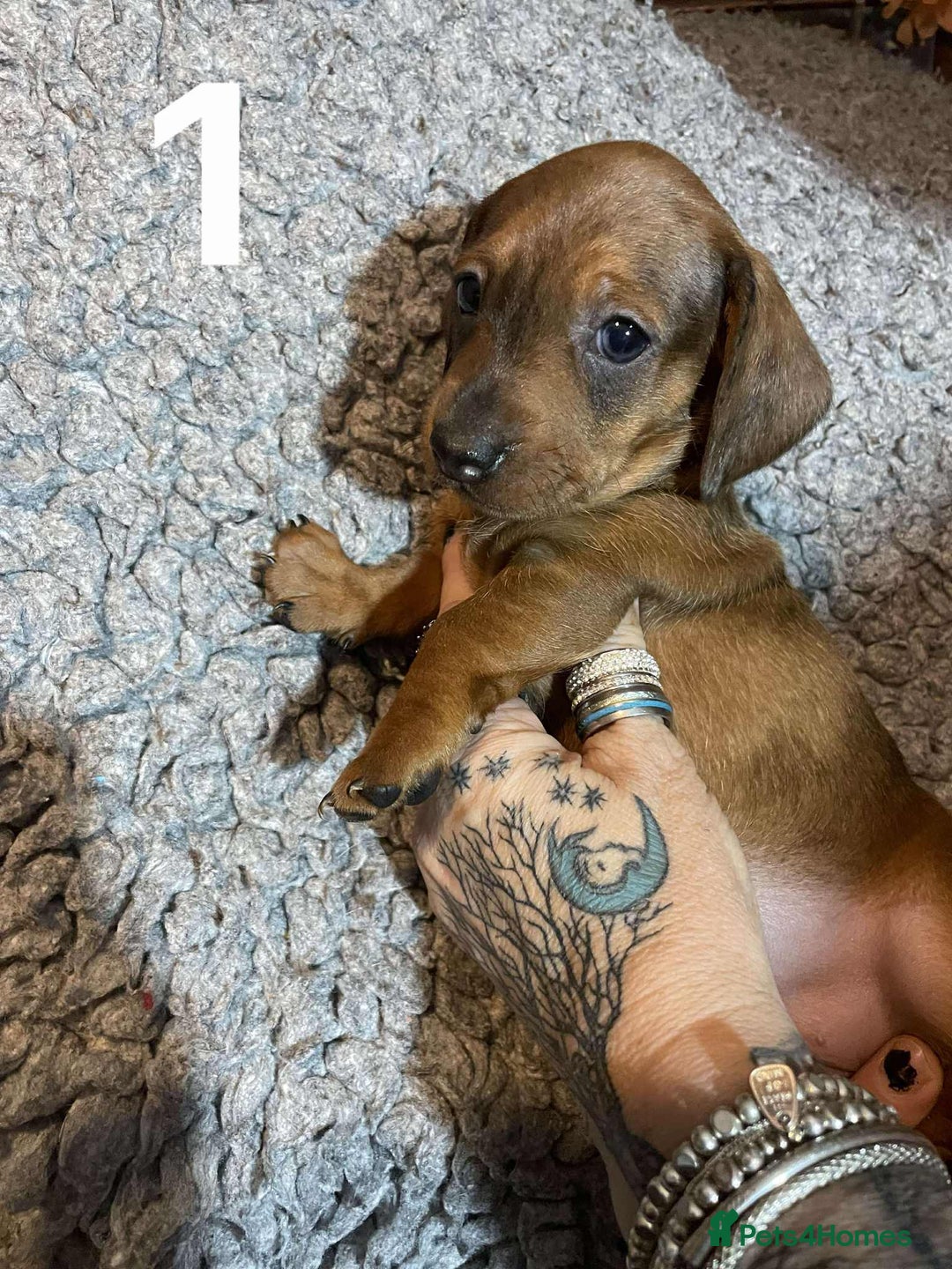 Dachshund dogs for sale: Stunning Litter of dachshund Puppies - Advert 3