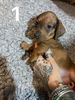 Dachshund dogs Stunning Litter of dachshund Puppies - Advert 3