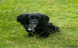 Cocker Spaniel dogs for sale: KC REG FIELD TRIAL SIRED COCKER SPANIEL PUPPIES  - Image 4