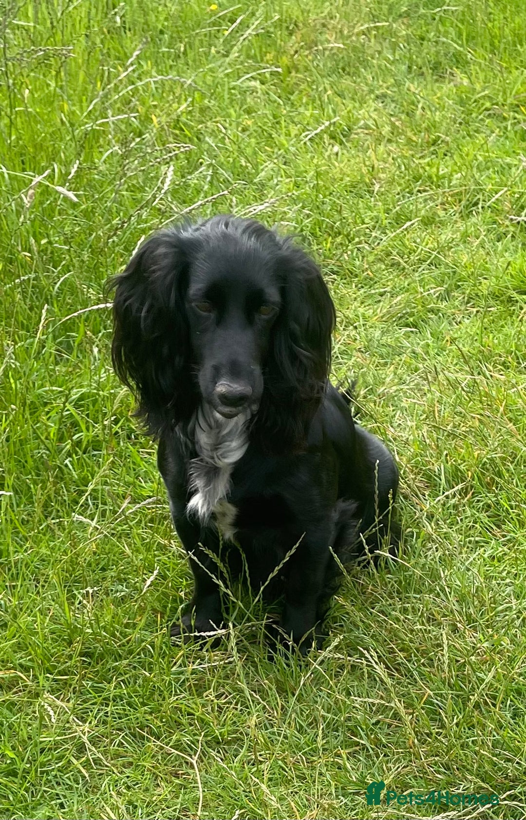 Cocker Spaniel dogs for sale: KC REG FIELD TRIAL SIRED COCKER SPANIEL PUPPIES  - Image 4