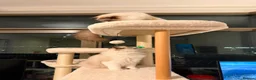 Ragdoll cats for sale: ✨️🏆 🧸🤎ReadyNow Eu ChampLine Tica Reg Ragdolls  - Advert 25
