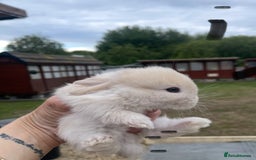 Mini Lop rabbits for sale: Baby mini lops ready to reserve !! - Image 14