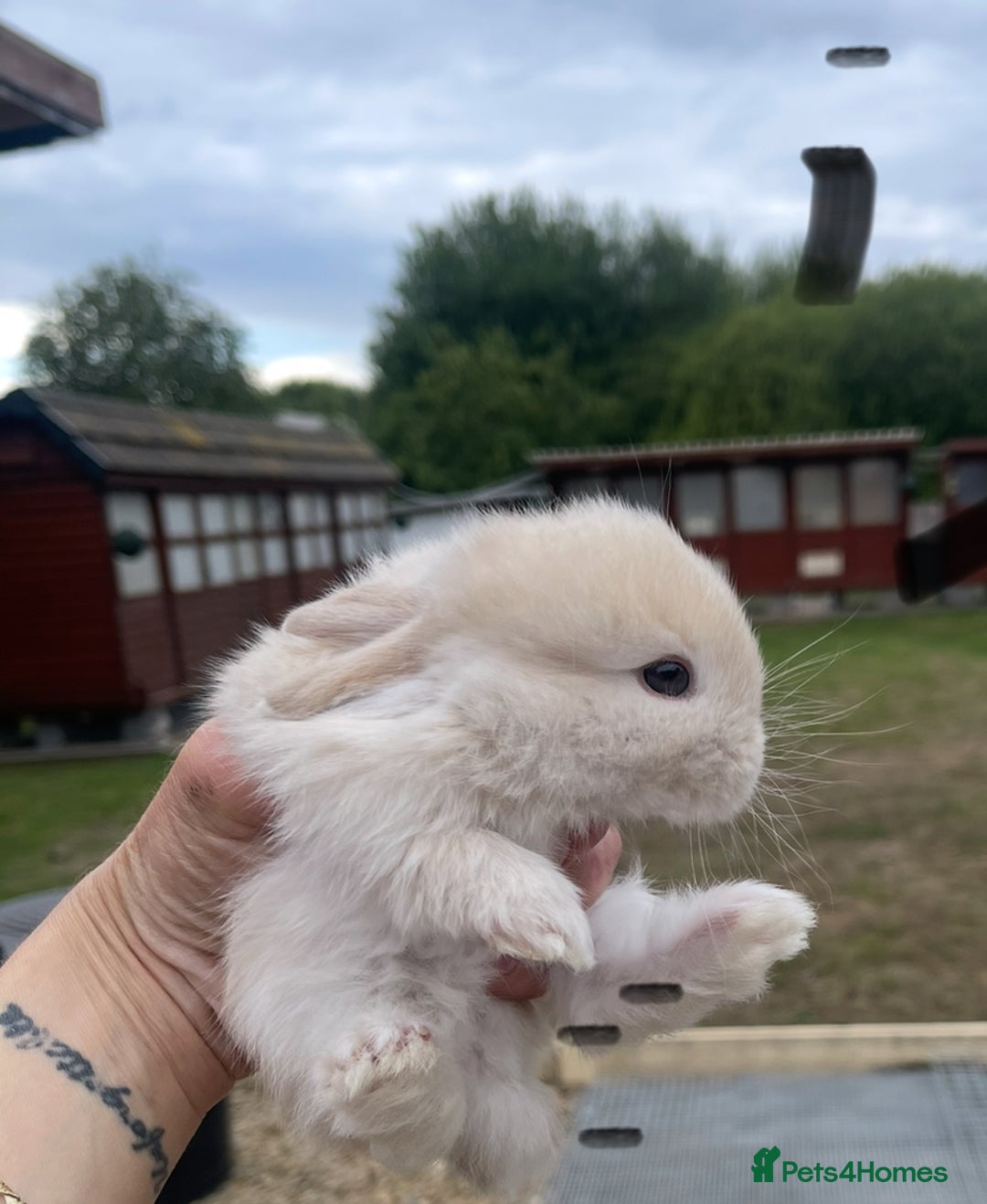Mini Lop rabbits for sale: Baby mini lops ready to reserve !! - Image 14