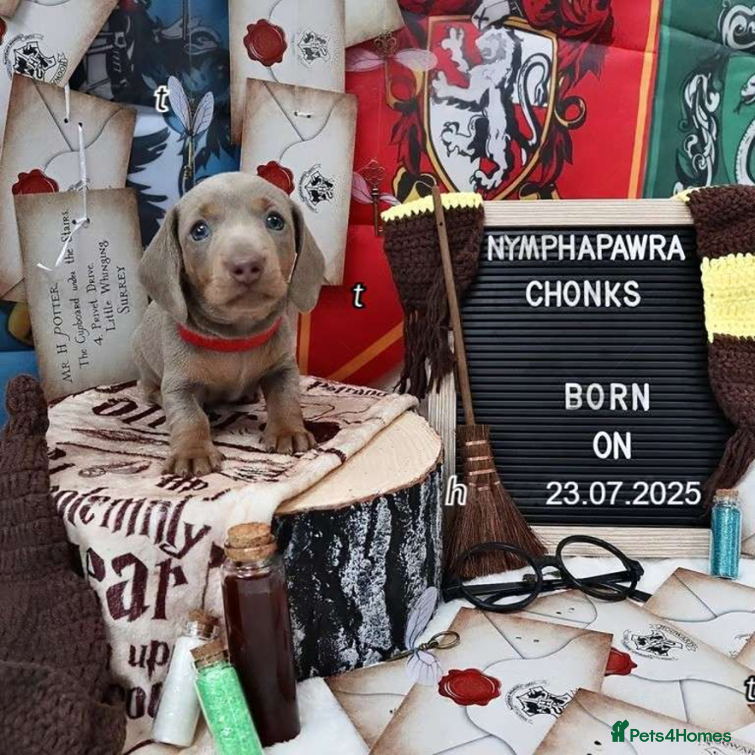 Miniature Dachshund dogs for sale: Beautiful miniature Dachshund Puppies - Image 5