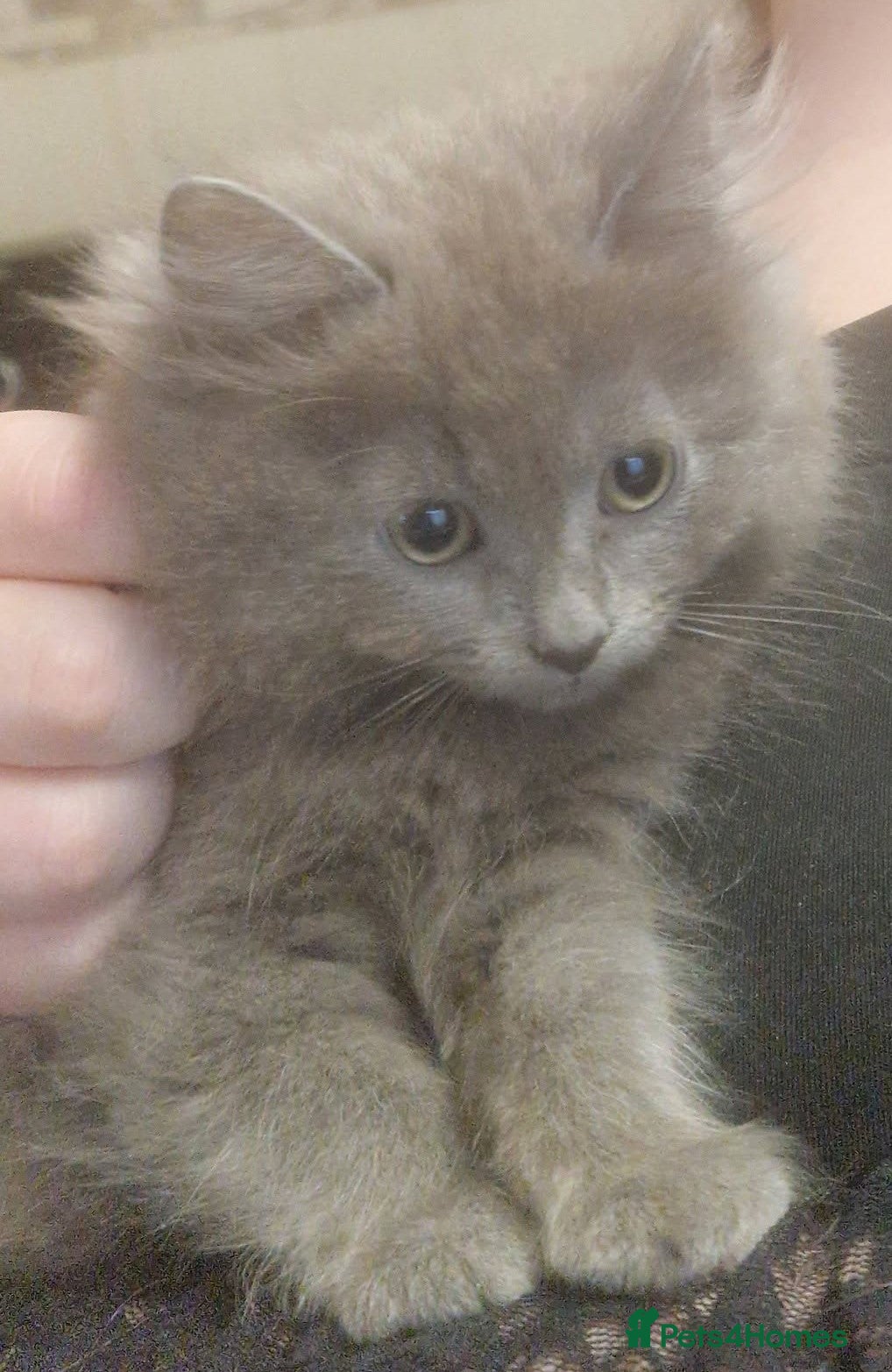 Mixed Breed cats Beautiful grey kittens - Advert 1