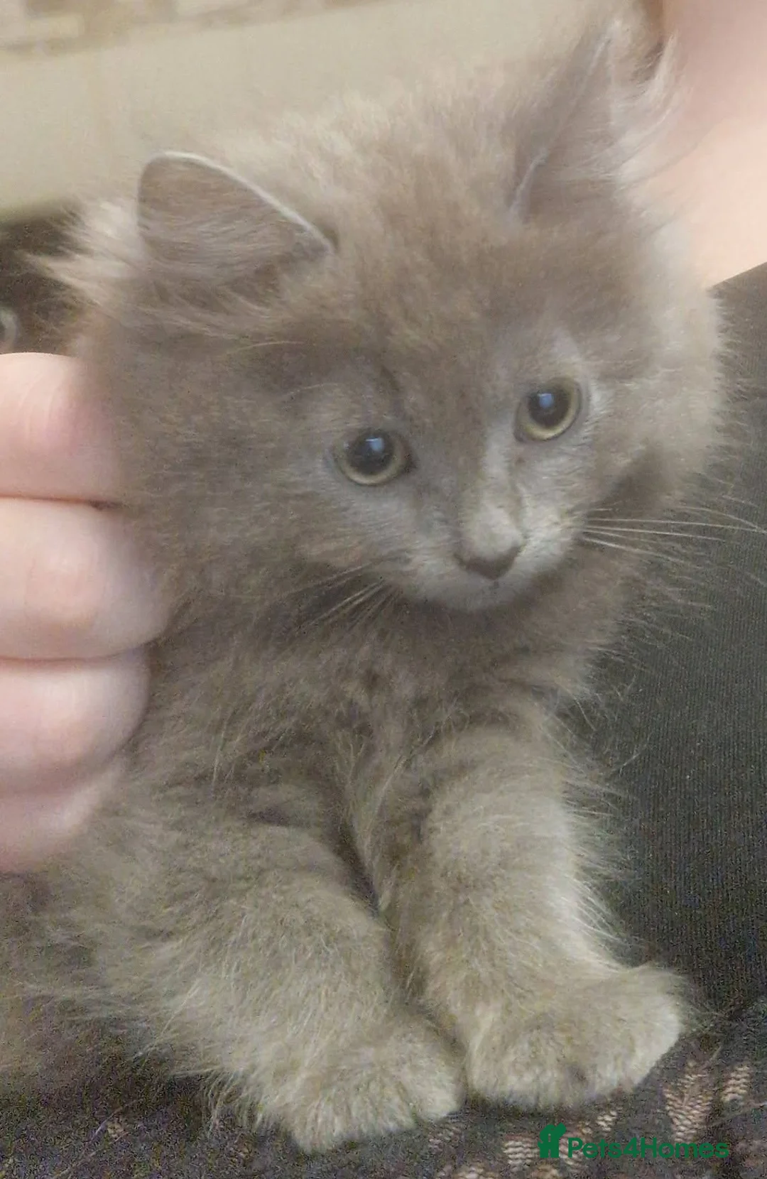 Mixed Breed cats for sale: Beautiful grey kittens - Advert 1
