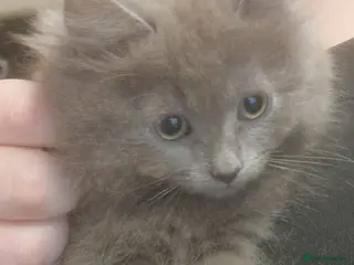 Mixed Breed cats Beautiful grey kittens - Advert 6