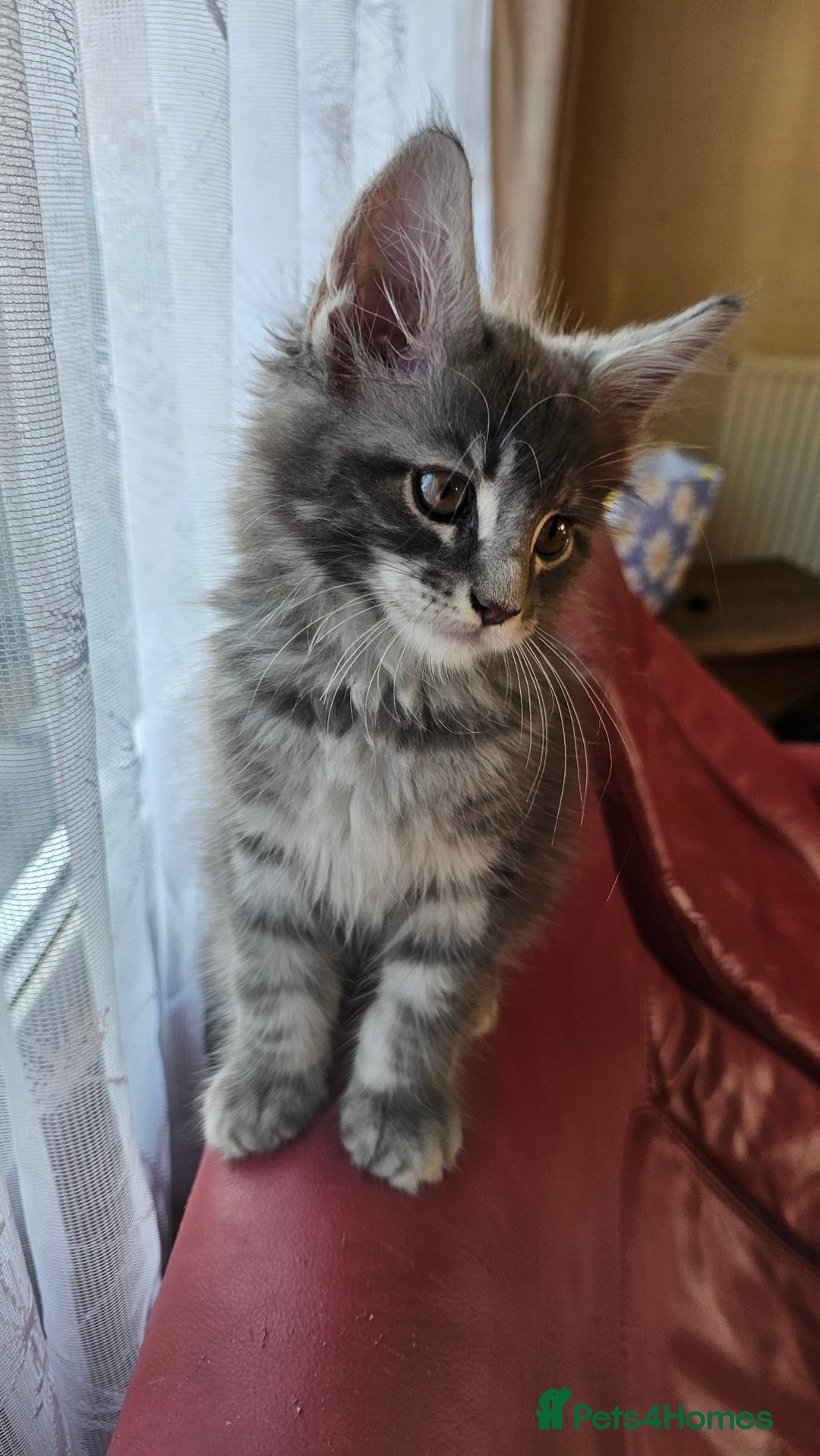 Maine Coon cats for sale: LARGE BREED Maine Coon cross  - Image 16