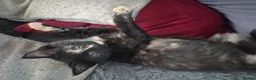 Mixed Breed cats for sale: Maine coon cross  - Advert 7