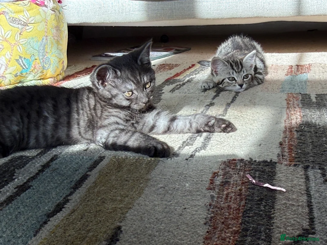 British Shorthair cats for sale: Stunningly beautiful British shorthair cross  in Wotton-under-Edge - Advert 7