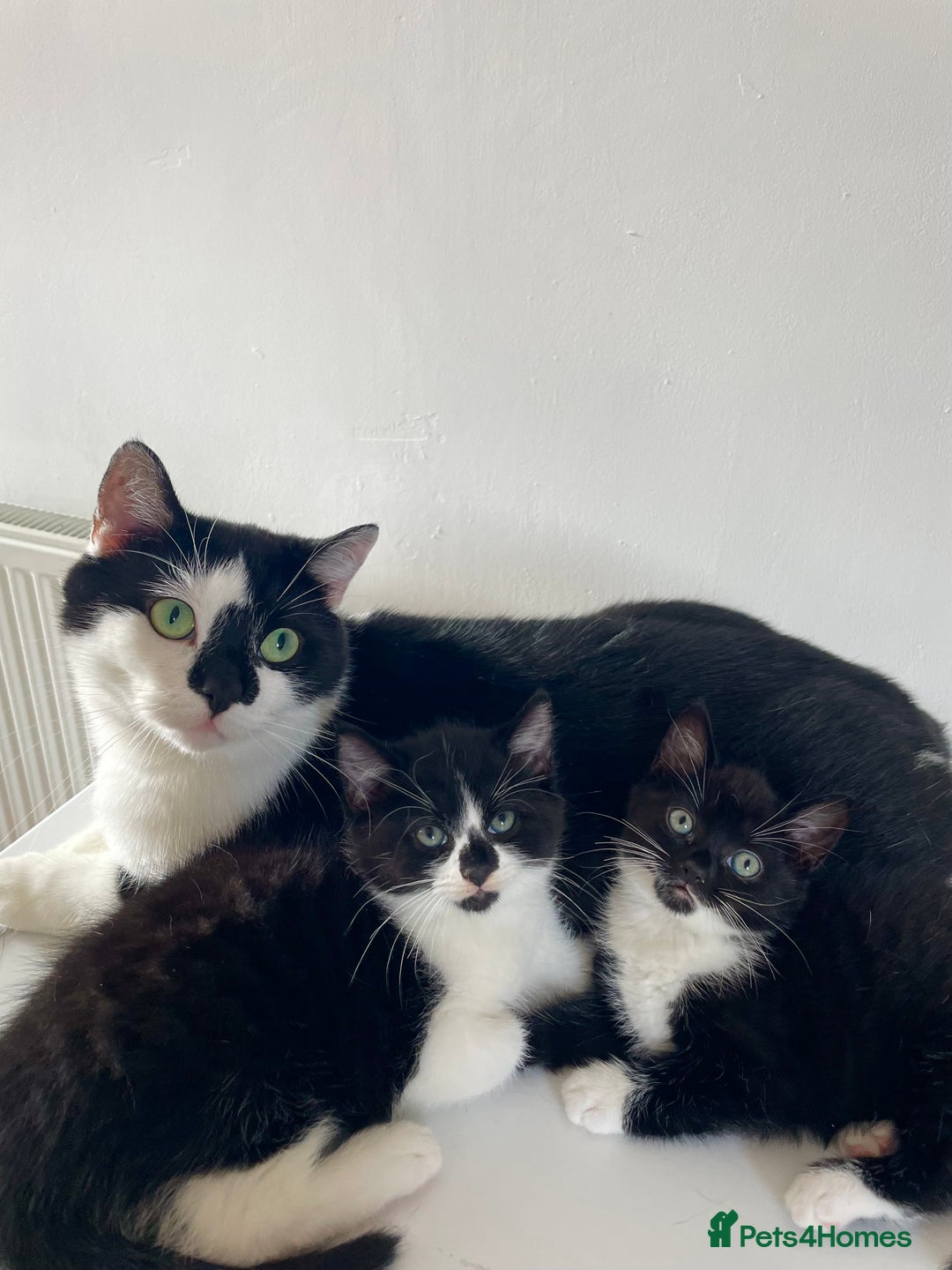 Mixed Breed cats for sale: 2 Adorable Kittens For Sale  - Image 8