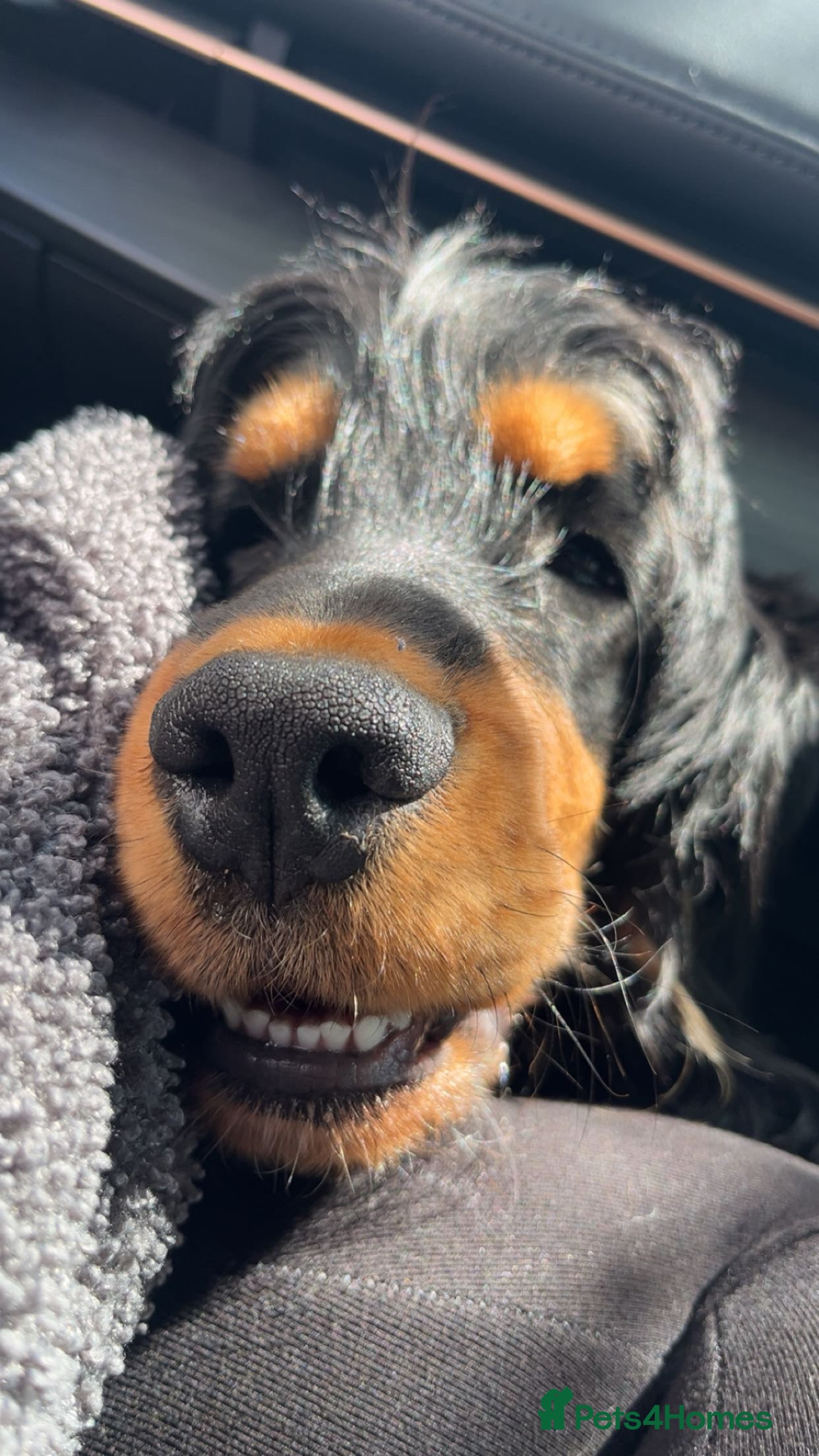 Cocker Spaniel dogs Show cocker spaniel  - Advert 4