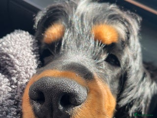 Cocker Spaniel dogs Show cocker spaniel - Advert 8