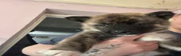 Akita dogs for sale: Akita pups - Advert 2