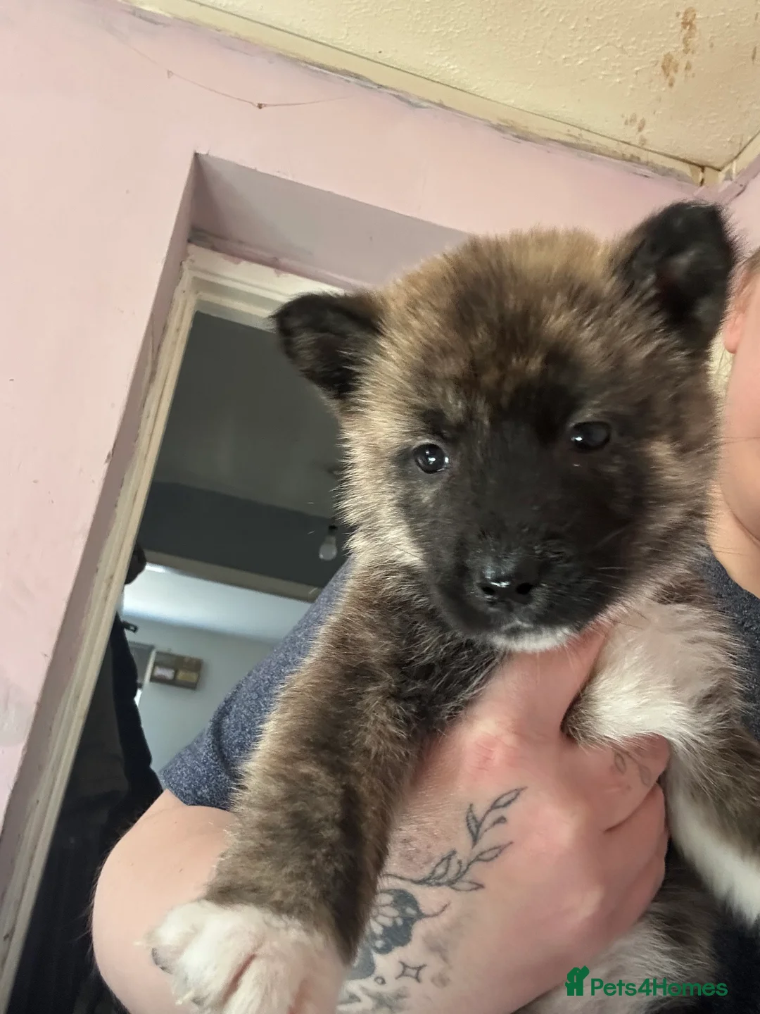 Akita dogs for sale: Akita pups - Advert 2