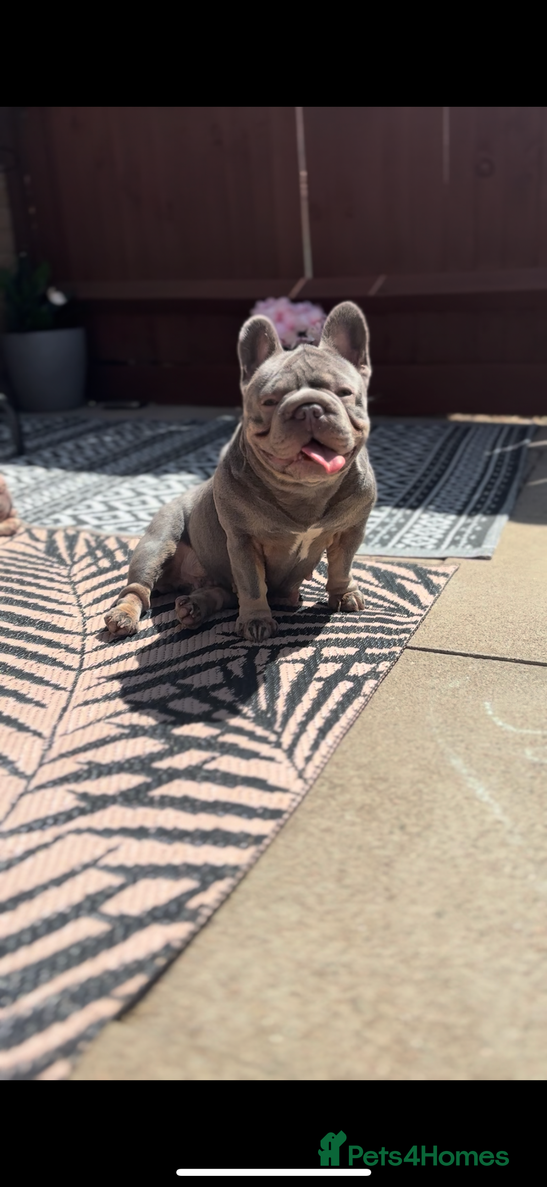 French Bulldog dogs for sale: Kc Reg Micro frenchies for sale - Image 22