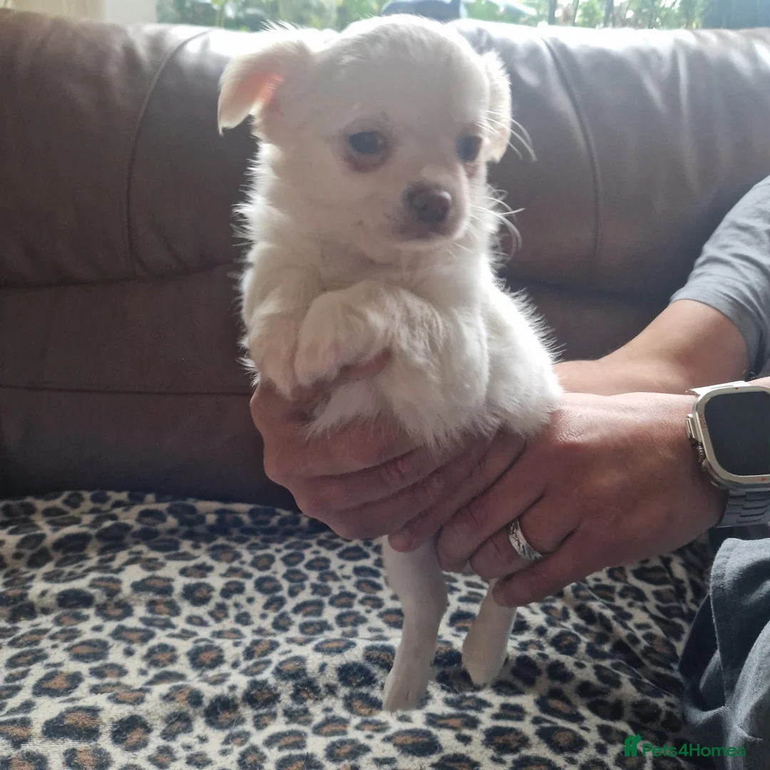 Chihuahua dogs for sale: Long coat Chihuahua puppy - Advert 2