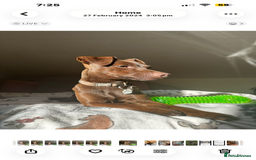 Jack Russell dogs for sale: Beautiful Jack Russell Puppies  - Image 2