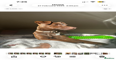 Jack Russell dogs - Advert 13